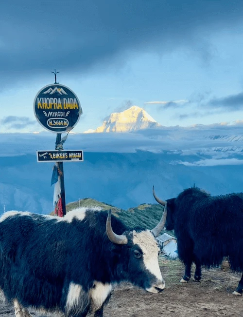 Mardi Himal Trek Vs Khopra Danda Trek