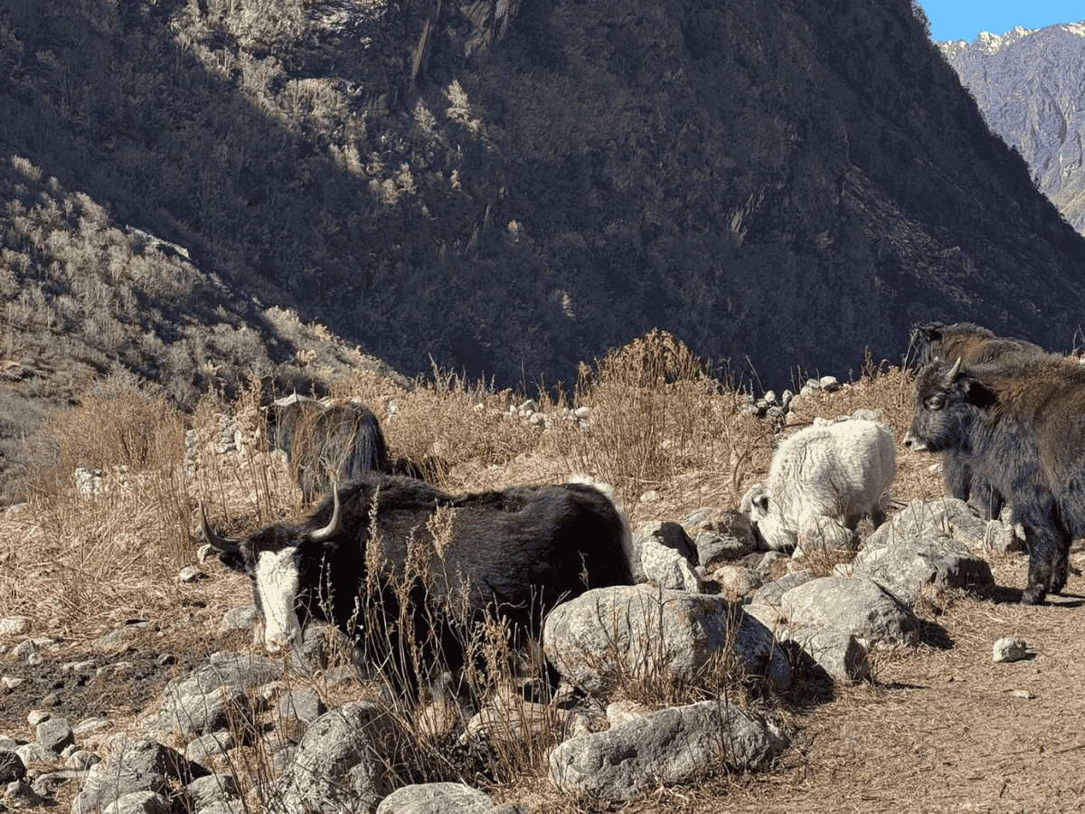 Langtang Tamang Heritage Trek