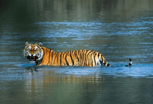 Bardiya National Park Safari