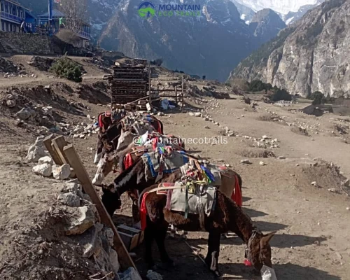 Horse In Nar Village