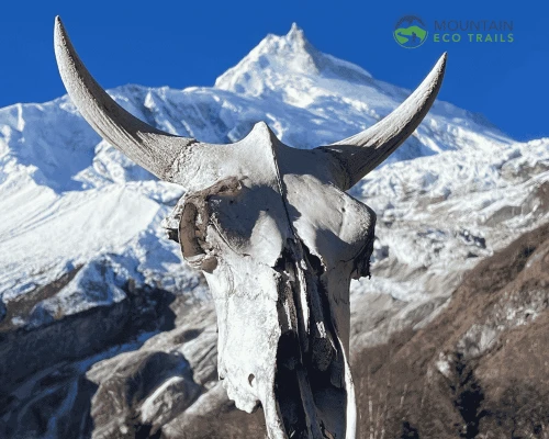 Mount Manaslu From Base Camp