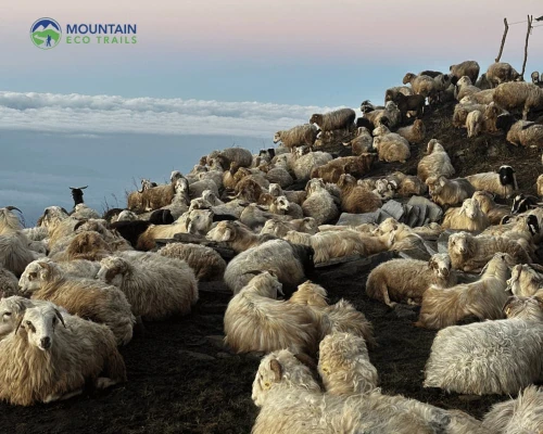 Mountain Goat In Mardi Trek Route