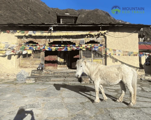 Small Horse At Milarepa Cave