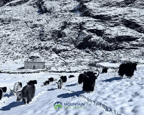 Yaks Around Langtang Valley